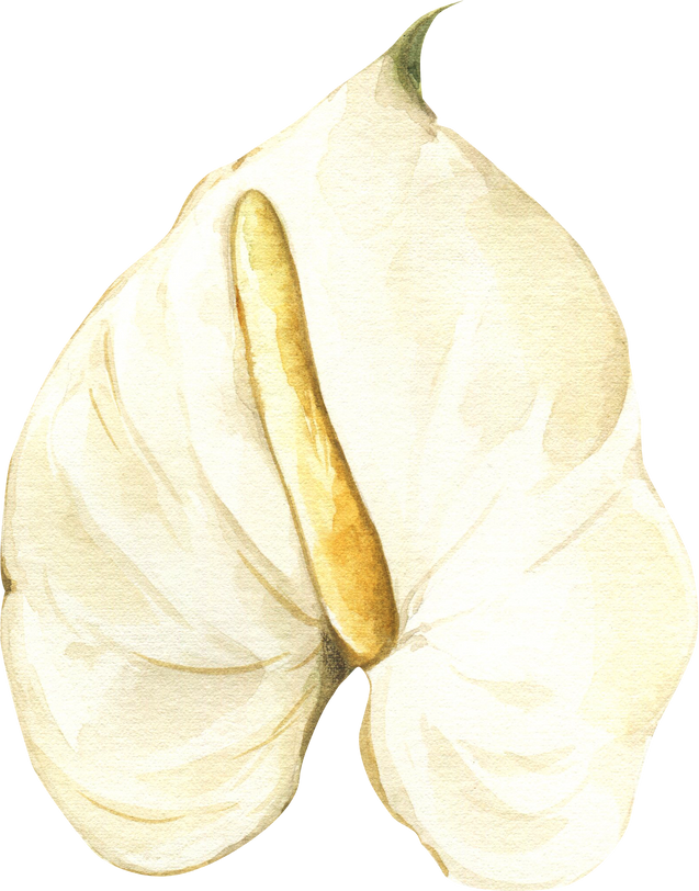 Watercolor Anthurium clipart.